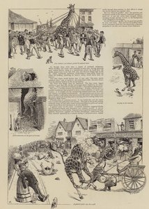 La jirafa de Jenkinson de William Ralston